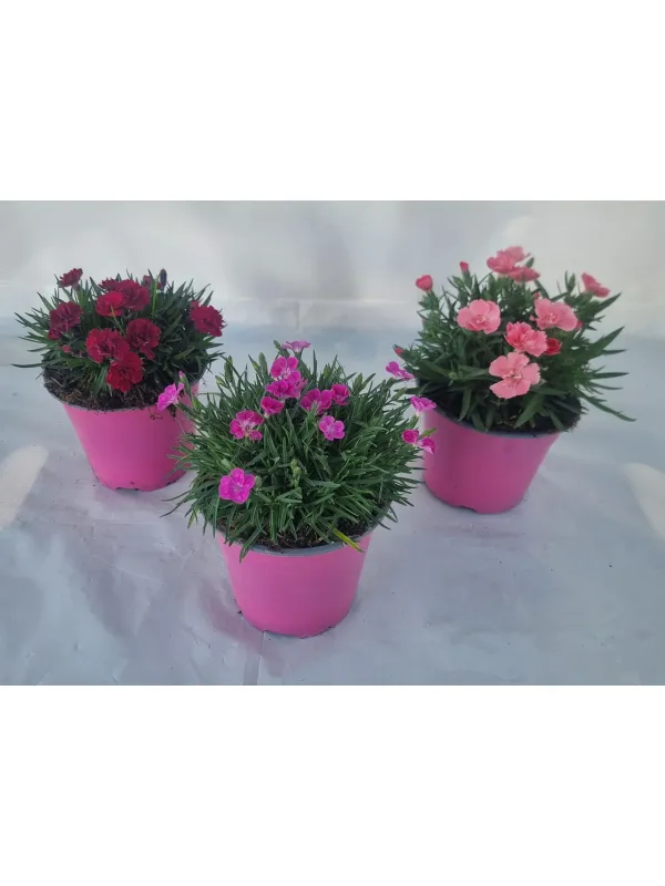 Garofanino 'beauties' 14 V. 14 cm - Riviera Quality Societa' Agricola Cooperativa