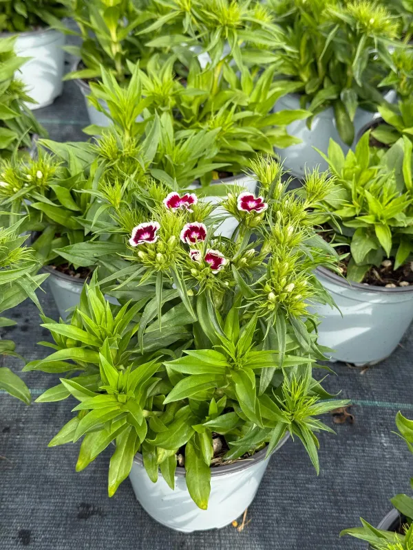 Garofanino 'del poeta' 14 V. 14 cm - Riviera Quality Societa' Agricola Cooperativa