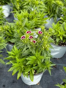 Garofanino 'del poeta' 14 V. 14 cm - Riviera Quality Societa' Agricola Cooperativa