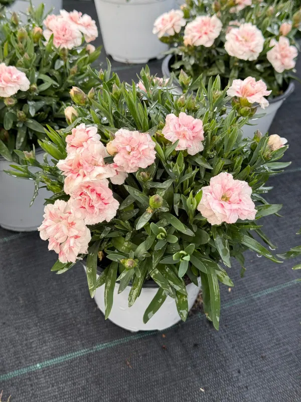 Garofanino 'dinetta' 14 V. 14 cm - Riviera Quality Societa' Agricola Cooperativa