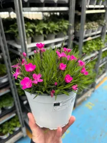 Garofanino 'kahori' 14 V. 14 cm - Riviera Quality Societa' Agricola Cooperativa