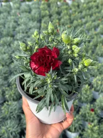 Garofanino 'menorca' 14 V. 14 cm - Riviera Quality Societa' Agricola Cooperativa