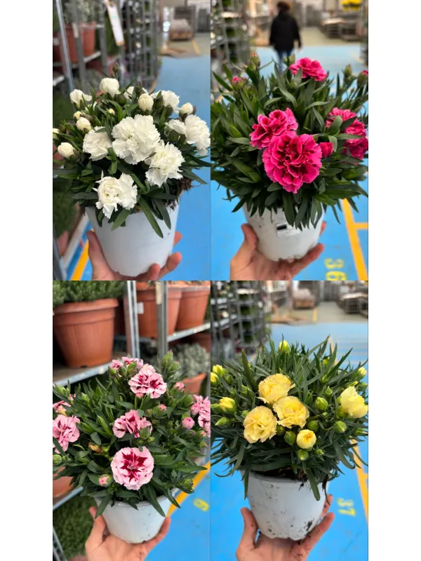 Garofanino 'oscar' 14 V. 14 cm - Riviera Quality Societa' Agricola Cooperativa