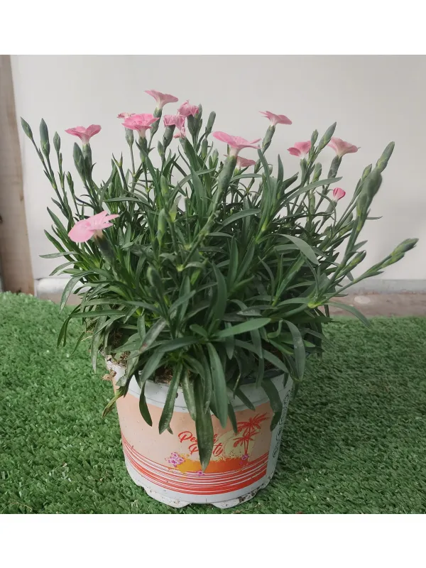 Garofanino 'peach party' 12 V. 12 cm - Riviera Quality Societa' Agricola Cooperativa
