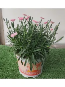 Garofanino 'peach party' 12 V. 12 cm - Riviera Quality Societa' Agricola Cooperativa