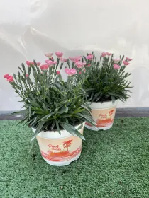Garofanino 'peach party' 14 V. 14 cm - Riviera Quality Societa' Agricola Cooperativa