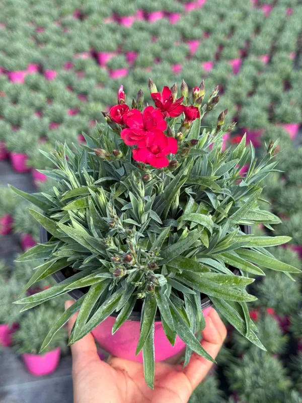 Garofanino 'peman' 14 V. 14 cm - Riviera Quality Societa' Agricola Cooperativa