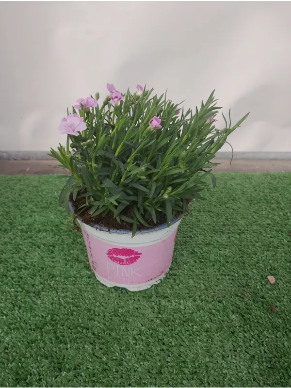 Garofanino 'pink kisses' 12 V. 12 cm - Riviera Quality Societa' Agricola Cooperativa