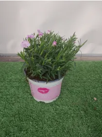 Garofanino 'pink kisses' 12 V. 12 cm - Riviera Quality Societa' Agricola Cooperativa