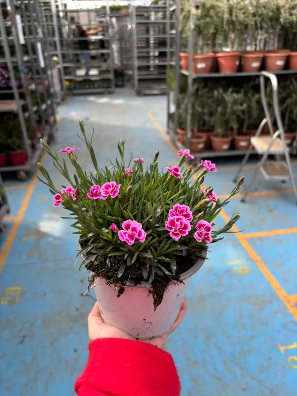 Garofanino 'pink kisses' 14 V. 14 cm - Riviera Quality Societa' Agricola Cooperativa