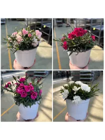 Garofanino 14 V. 14 cm - Riviera Quality Societa' Agricola Cooperativa