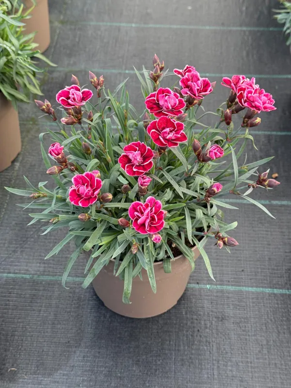 Garofanino capitain 17 V. 17 cm - Riviera Quality Societa' Agricola Cooperativa