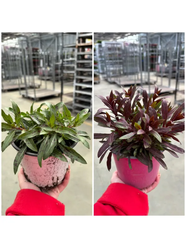 Gaura 14 V. 14 cm - Riviera Quality Societa' Agricola Cooperativa