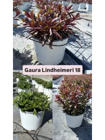 Gaura 18 V. 18 cm - Riviera Quality Societa' Agricola Cooperativa