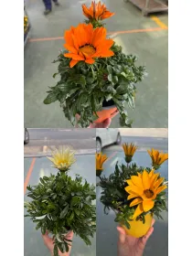 Gazania 14 V. 14 cm - Riviera Quality Societa' Agricola Cooperativa