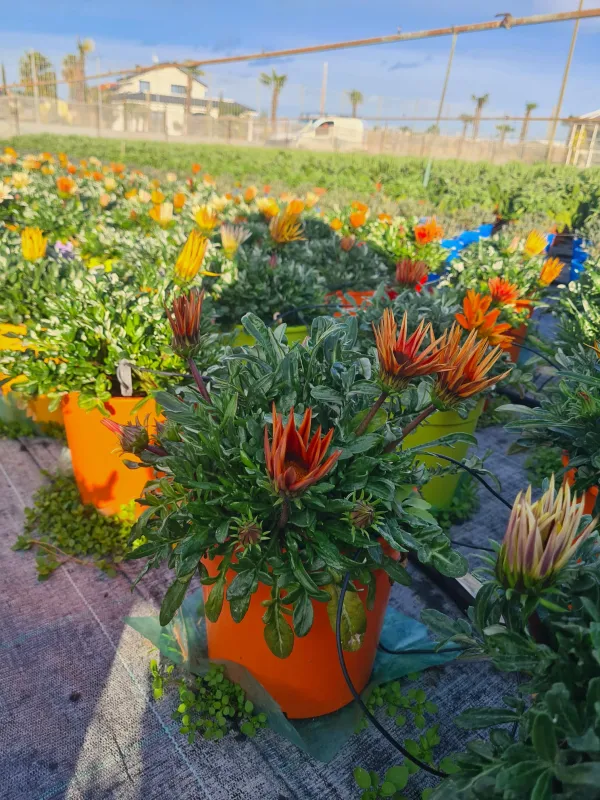 Gazania 18 V. 18 cm - Riviera Quality Societa' Agricola Cooperativa