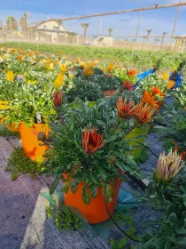 Gazania 18 V. 18 cm - Riviera Quality Societa' Agricola Cooperativa