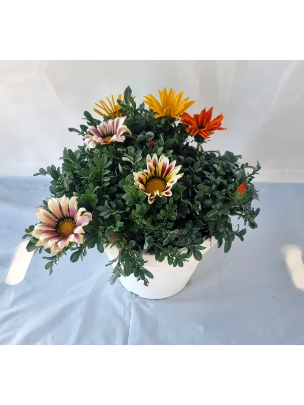 Gazania 25 V. 25 cm - Riviera Quality Societa' Agricola Cooperativa