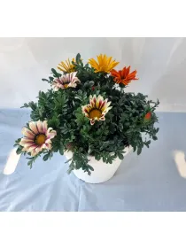 Gazania 25 V. 25 cm - Riviera Quality Societa' Agricola Cooperativa