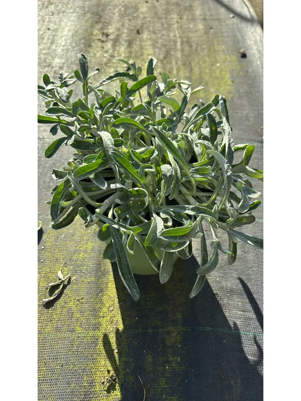 Gazania repens 14 V. 14 cm - Riviera Quality Societa' Agricola Cooperativa