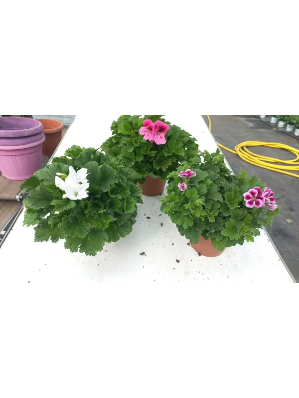 Geranio angel eyes 15 V. 16 cm - Riviera Quality Societa' Agricola Cooperativa