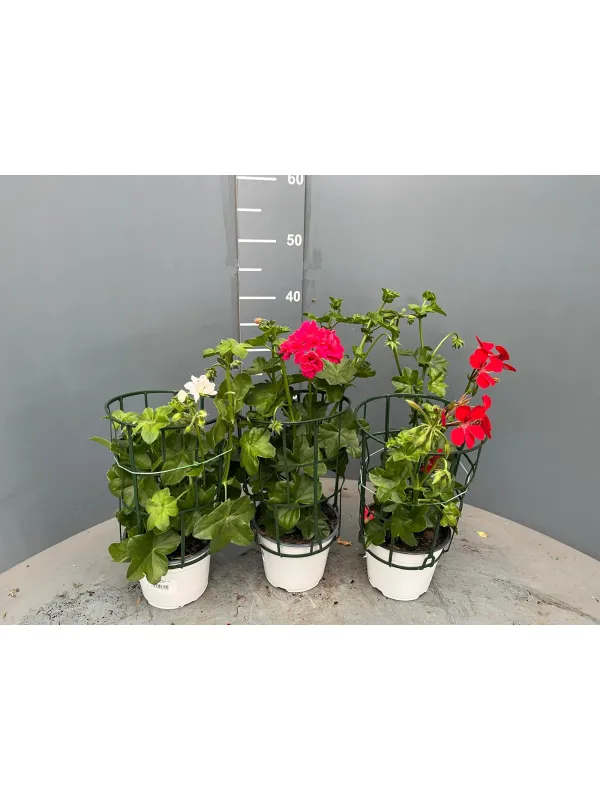 Geranio edera 15/16 plastica V. 15 cm - Riviera Quality Societa' Agricola Cooperativa