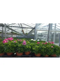 Geranio macranta 15 V. 15 cm - Riviera Quality Societa' Agricola Cooperativa