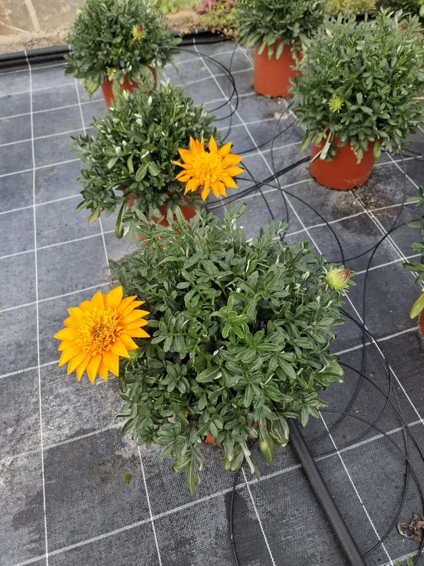 Geranio macranta 18 V. 18 cm - Riviera Quality Societa' Agricola Cooperativa