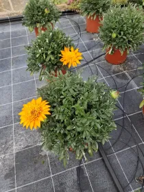 Geranio macranta 18 V. 18 cm - Riviera Quality Societa' Agricola Cooperativa