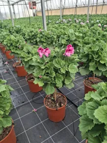 Geranio macranta 18 alberello h.70/80 V. 18 cm - Riviera Quality Societa' Agricola Cooperativa