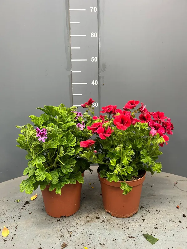 Geranio odoroso 15/16 plastica V. 15 cm - Riviera Quality Societa' Agricola Cooperativa