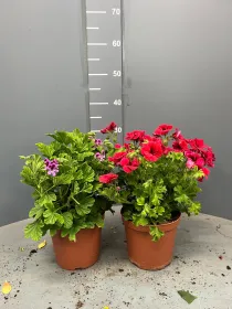 Geranio odoroso 15/16 plastica V. 15 cm - Riviera Quality Societa' Agricola Cooperativa