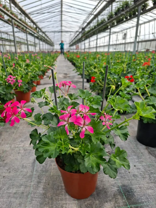 Geranio parigino 15 plastica V. 15 cm - Riviera Quality Societa' Agricola Cooperativa