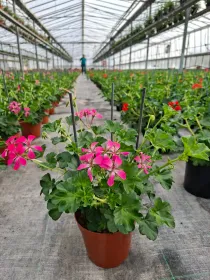 Geranio parigino 15 plastica V. 15 cm - Riviera Quality Societa' Agricola Cooperativa