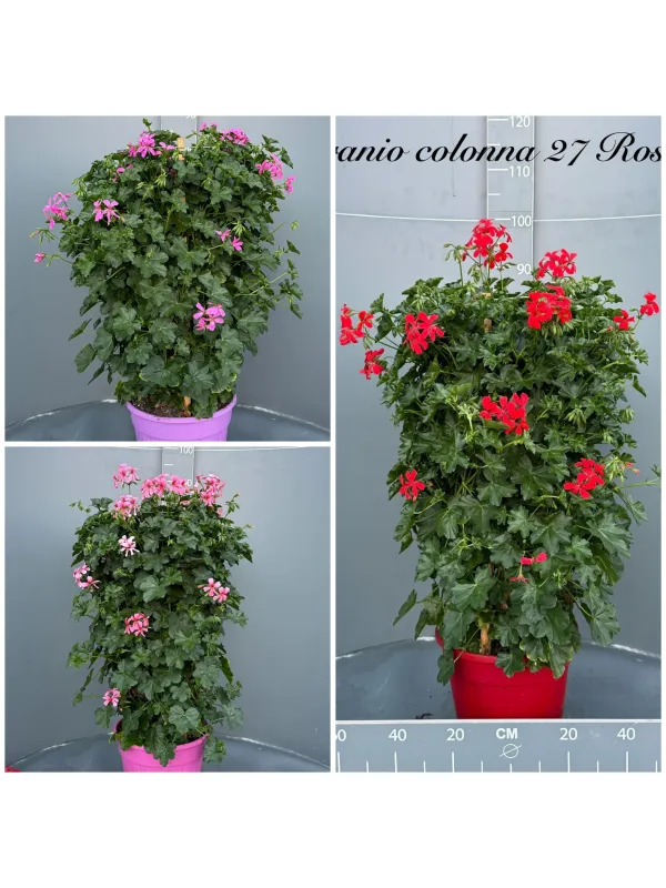Geranio piramide/colonna 25 h.100 V. 25 cm - Riviera Quality Societa' Agricola Cooperativa
