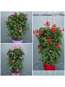 Geranio piramide/colonna 25 h.100 V. 25 cm - Riviera Quality Societa' Agricola Cooperativa