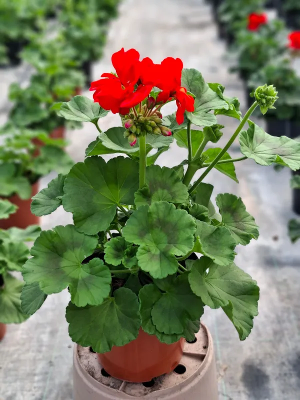 Geranio zonale 15/16 plastica V. 15 cm - Riviera Quality Societa' Agricola Cooperativa