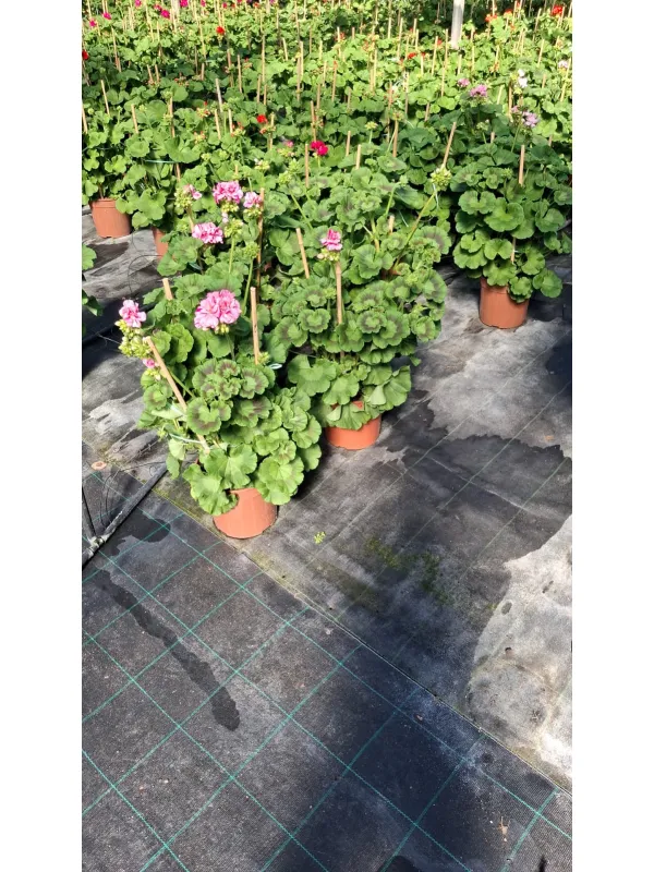 Geranio zonale colonna 20 V. 18 cm - Riviera Quality Societa' Agricola Cooperativa