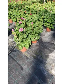 Geranio zonale colonna 20 V. 18 cm - Riviera Quality Societa' Agricola Cooperativa