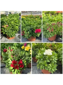 Giglio peruviano 22 V. 22 cm - Riviera Quality Societa' Agricola Cooperativa