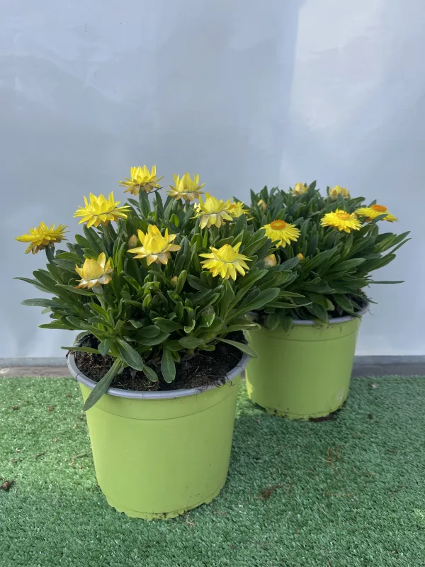 Helichrysum bracteatum 18 V. 18 cm - Riviera Quality Societa' Agricola Cooperativa