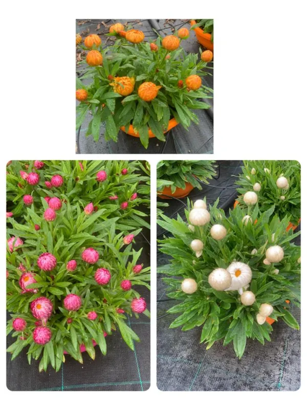 Helichrysum bracteatum 20 V. 20 cm - Riviera Quality Societa' Agricola Cooperativa