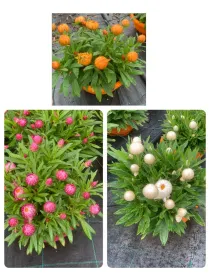 Helichrysum bracteatum 20 V. 20 cm - Riviera Quality Societa' Agricola Cooperativa