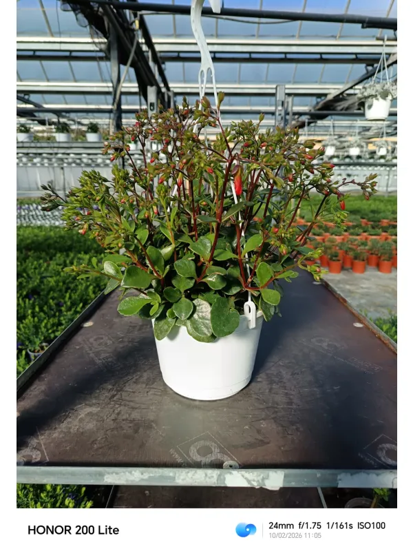 Kalanchoe mix bsk 16 V. 16 cm - Riviera Quality Societa' Agricola Cooperativa