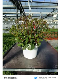 Kalanchoe mix bsk 16 V. 16 cm - Riviera Quality Societa' Agricola Cooperativa