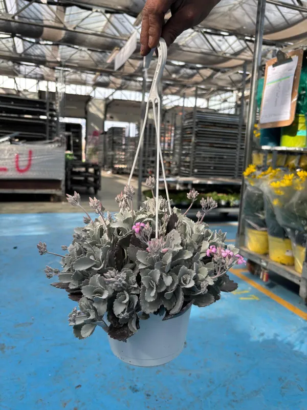 Kalanchoe pumila bsk 16 V. 2 cm - Riviera Quality Societa' Agricola Cooperativa