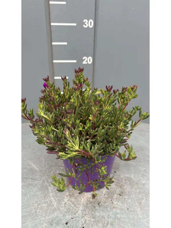 Lampranthus 14 V. 14 cm - Riviera Quality Societa' Agricola Cooperativa