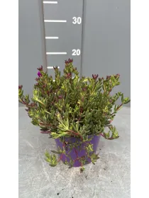 Lampranthus 14 V. 14 cm - Riviera Quality Societa' Agricola Cooperativa