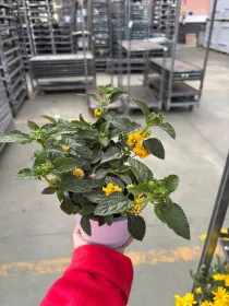 Lantana 14 V. 14 cm - Riviera Quality Societa' Agricola Cooperativa