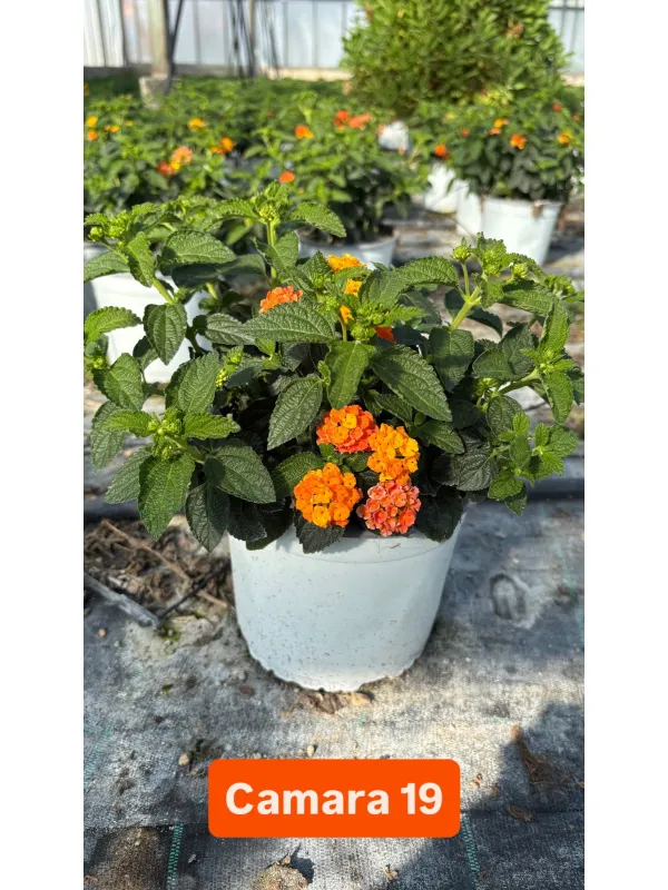 Lantana 18 V. 18 cm - Riviera Quality Societa' Agricola Cooperativa